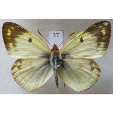Colias hyale (Linnaeus, 1758) male Szlaczkoń siarecznik Czech37
